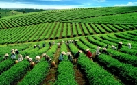 Tận hưởng hương trà trên cao nguyên Lâm Đồng