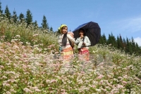 Mùa hoa tam giác mạch ở Cao nguyên đá Đồng Văn hút du khách