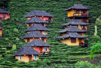 Ngôi làng trên đồi chè đẹp như bích họa ở Thái Lan