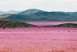 Cả rừng hoa bỗng mọc lên ở sa mạc khô hạn nhất thế giới