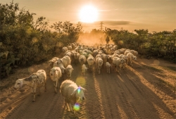 Theo 'Dấu chân du mục' đi chăn cừu ở Ninh Thuận